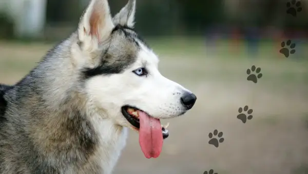 Ile km dziennie potrzebuje husky, aby być zdrowym i szczęśliwym?