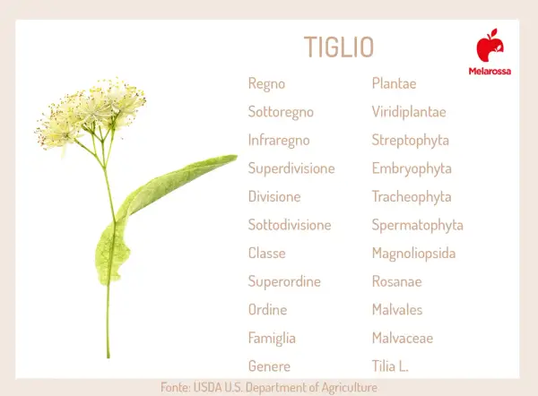 Fiori e foglia di tiglio albero, con la sua classificazione botanica.