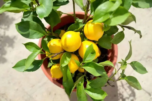 Un citronnier en pot, chargé de fruits jaunes vifs. La taille du citronnier semble parfaite pour une récolte abondante.