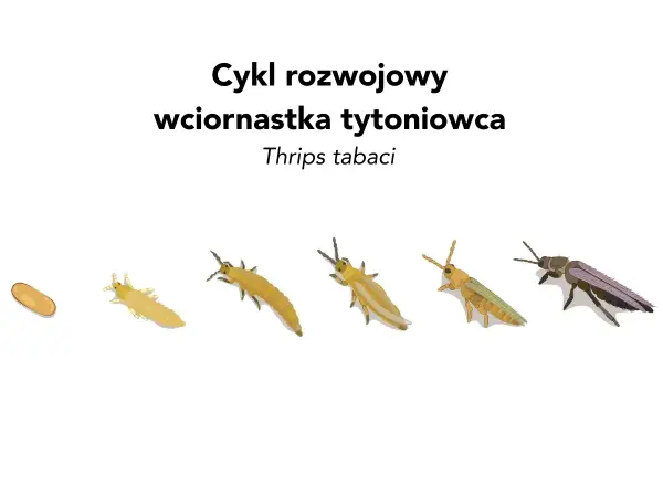 Cykl rozwojowy wciornastka tytoniowca: od jaja, przez kolejne stadia larw, aż do dorosłego osobnika.