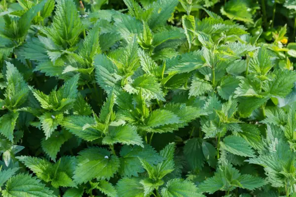 Un folto gruppo di piante di ortica, con le loro foglie verdi e dentellate, che mostrano diversi tipi di ortica in crescita.