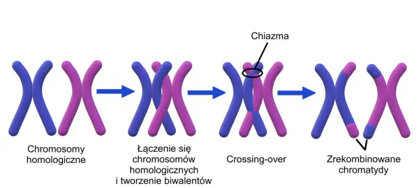Mitoza i mejoza - Jak odróżnić procesy i zdobyć punkty na maturze?