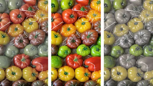 Was ergibt rot und grün? Eine bunte Vielfalt an Tomaten, von leuchtend rot und gelb bis zu grün und braun.