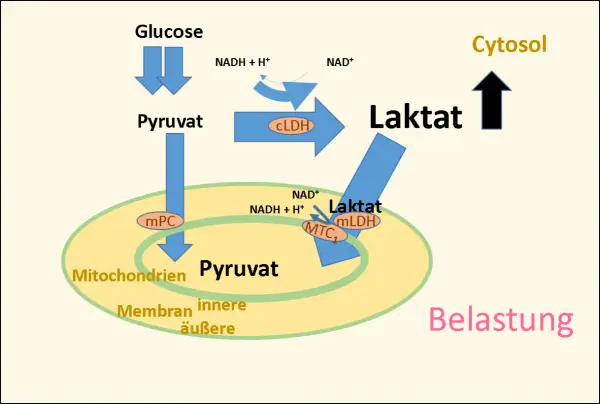Der Stoffwechselweg von Glukose zu Pyruvat und Laktat in Zytosol und Mitochondrien unter Belastung.