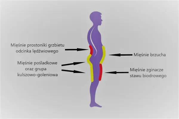 Sylwetka człowieka z zaznaczonymi obszarami mięśni: prostowników grzbietu, pośladkowych, brzucha i zginaczy stawu biodrowego.