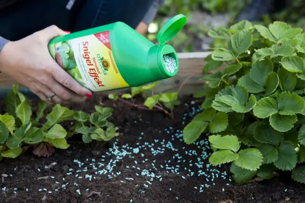 En hand sprider blå korn från en grön flaska runt jordgubbsplantor. Produkten är effektiv mot sniglar.