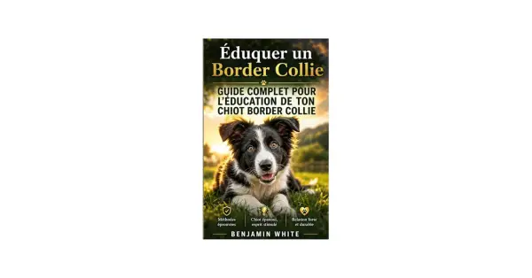 Couverture de livre "Éduquer un Border Collie", avec un chiot Border Collie assis dans l'herbe au coucher du soleil. Guide complet pour l'éducation de votre chiot.