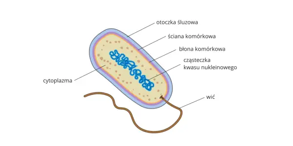 Budowa komórki bakteryjnej - Dlaczego to nie tylko prosta komórka?