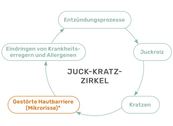 Der Juck-Kratz-Zirkel: Entzündungsprozesse führen zu Juckreiz, der Kratzen auslöst. Dies schädigt die Hautbarriere, was wiederum das Eindringen von Erregern begünstigt.