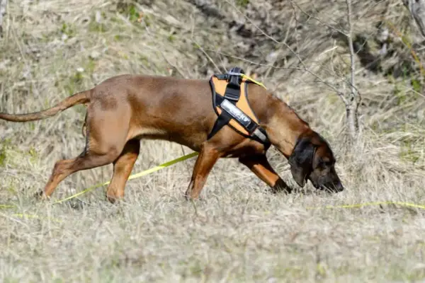 Brun hund med orange sele nosar i gräset, redo för anlagsprov.