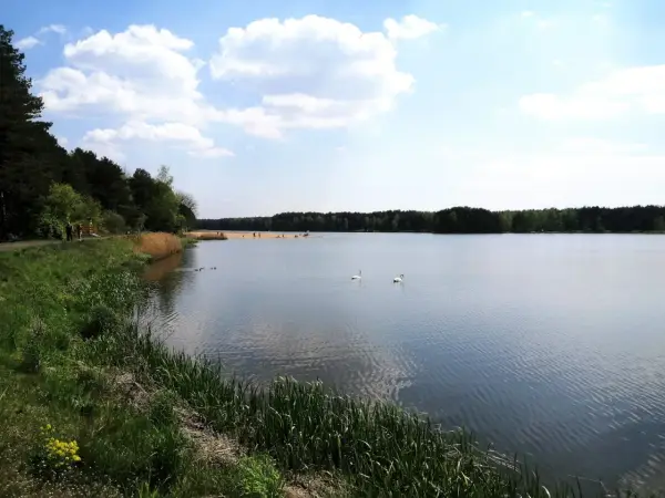Spokojny zbiornik zielona woda, dwa łabędzie pływają, na brzegu las i plaża z ludźmi.