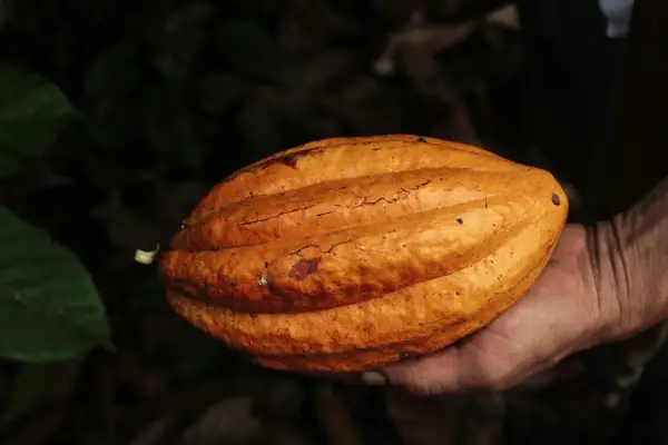 Eine Hand hält eine reife Kakaofrucht. Die Frucht ist orange-braun und hat eine gerippte Oberfläche. Die Rohkakao Wirkung ist faszinierend.