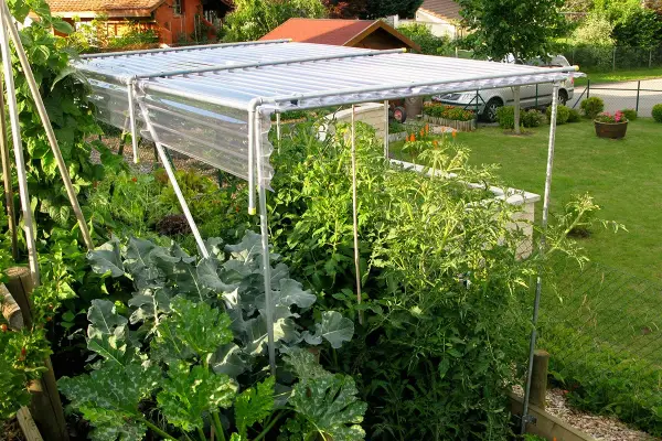 Structure simple pour comment fabriquer toit pour tomates, protégeant les plants des intempéries.