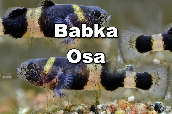 Dwie ryby babka akwariowa z charakterystycznymi czarno-żółtymi pasami.