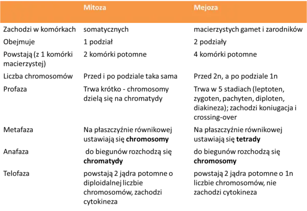 Mitoza a mejoza - Jakie są różnice i jak ich nie pomylić?