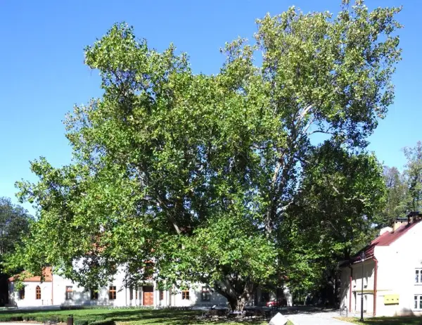 Dąbrowa na Dolnym Śląsku - urokliwe miasto wśród starych drzew liściastych