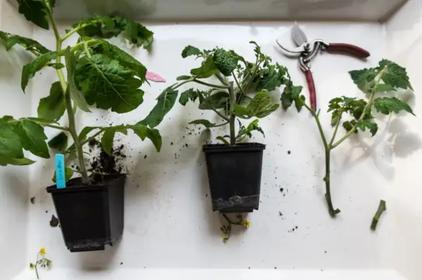Små tomatplantor i krukor, en sekatör och jord. Snart dags att tjuva tomater och få en rik skörd.