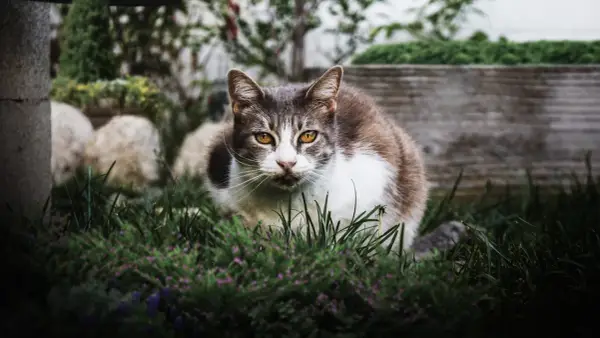 Un chat tigré et blanc aux yeux ambrés, assis dans l'herbe. Il semble observer, peut-être une idée de comment éloigner les chats du jardin.