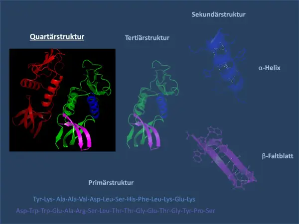 Der Aufbau eines Proteins: Quartär-, Tertiär- und Sekundärstruktur (α-Helix, β-Faltblatt) sowie Primärstruktur.