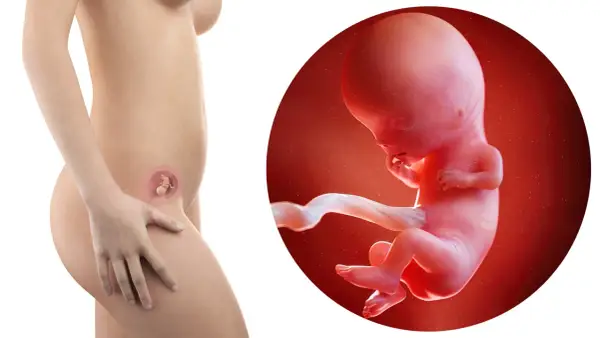 Rozwój dziecka w 2 miesiącu ciąży. Widok płodu w macicy i jego zbliżenie.