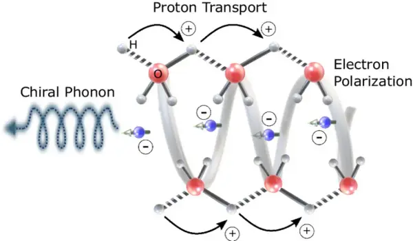 Chiraler Phonon löst Protonentransport und Elektronenpolarisation aus, was zu chemischer Energie führt.