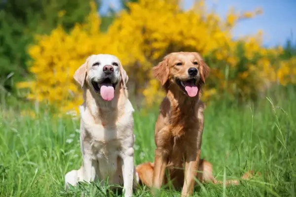 Golden Retriever vs Labrador: Który pies jest dla Ciebie?