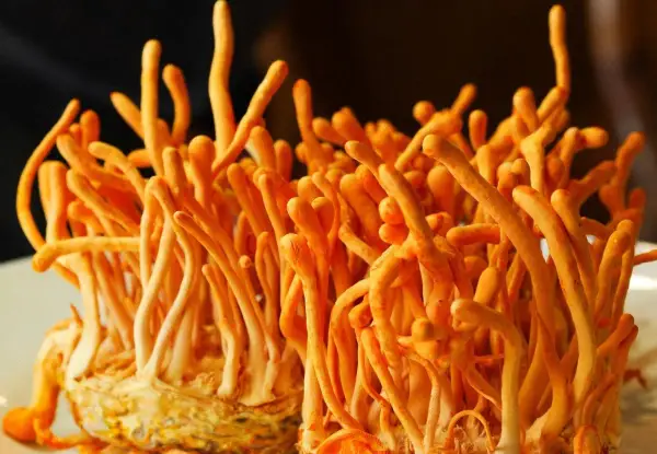 Pomarańczowe, podłużne grzyby cordyceps, znane ze swoich właściwości prozdrowotnych, wyrastają z jasnego podłoża.