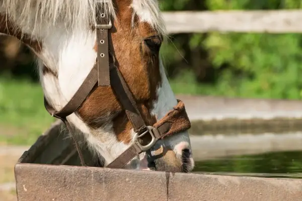Un cheval boit dans un abreuvoir. La chaleur estivale rend l'eau fraîche bienvenue pour réguler la température du cheval.