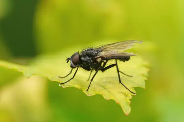 Gros plan d'une mouche des semis aux yeux rouges, perchée sur une feuille verte aux bords dentelés.