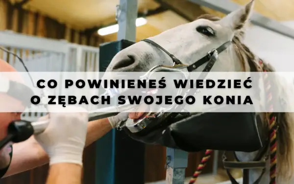 Co koń ma w pysku? Zęby, anatomia, problemy Kompletny przewodnik.