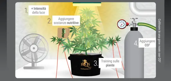 Coltivare in grow room: aumenta luce, nutrienti, training e aggiungi CO2 per piante rigogliose.