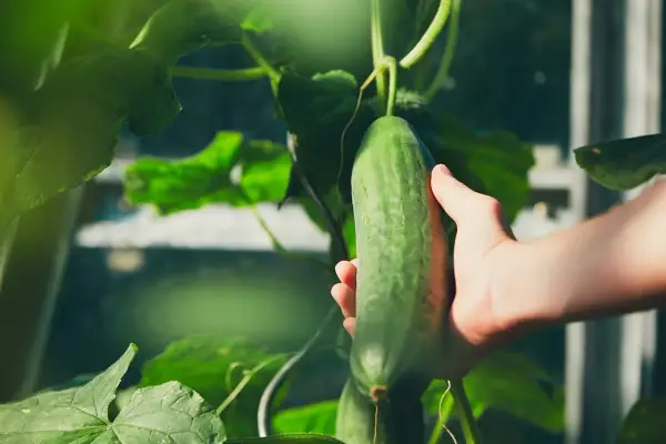 Main verte, une main cueille un concombre mûr, témoignant de l'évolution de la plante concombre dans un jardin.