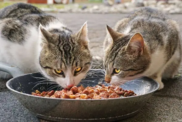 Dos gatos atigrados disfrutan de un festín de comida húmeda en un plato. ¡Qué bien que les gusten las chuches animal!