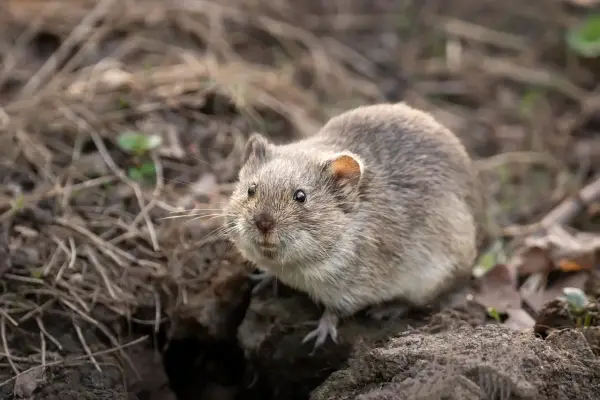 Un rat taupier, petit rongeur au pelage gris, émerge de son terrier au milieu de feuilles mortes et de brindilles.