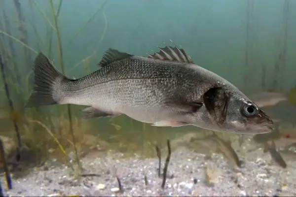 Oto seabass pływający w wodzie, otoczony przez roślinność i inne ryby.