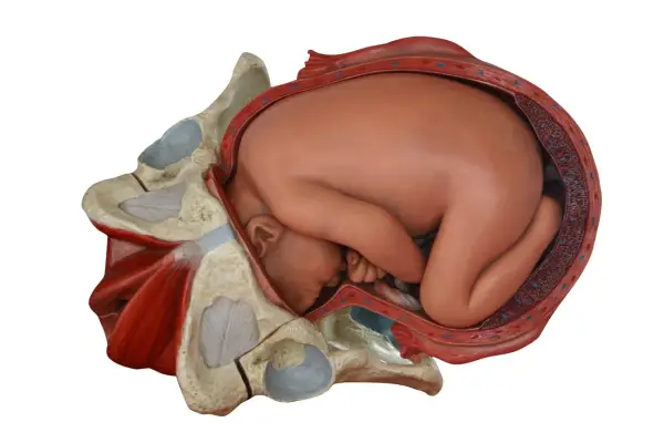 Model anatomiczny pokazuje, jak wygląda pochwa w ciąży, z płodem wewnątrz macicy, otoczonym miednicą.