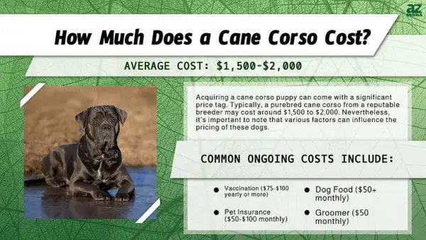 Ile kosztuje szczeniak Cane Corso? Poznaj realne ceny i ukryte koszty