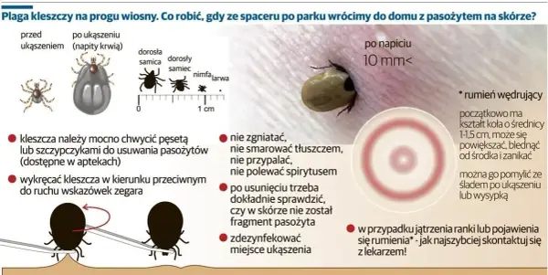 Po ukąszeniu kleszcza objawy, które mogą być niebezpieczne dla zdrowia