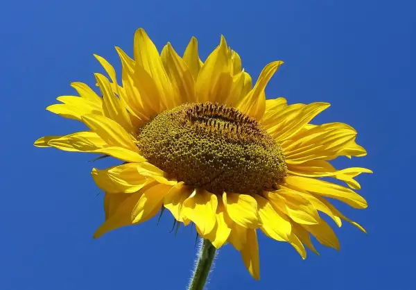 Talerze do pasty spaghetti – wybierz idealne naczynia do serwowania