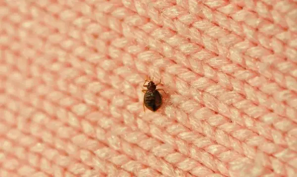 Jak szybko zatamować zacięcie przy goleniu: 6 skutecznych sposobów w domu