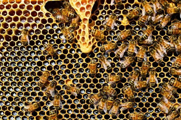 Miód w pielęgnacji skóry – naturalne maseczki i peelingi