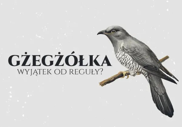 Poprawna pisownia gżegżółka - zasady ortografii i najczęstsze błędy