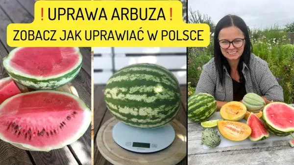 Jak uprawiać arbuzy: unikaj najczęstszych błędów i ciesz się plonami