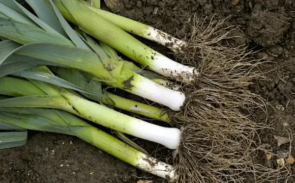 Ile kalorii ma por i jak wpływa na Twoją dietę oraz zdrowie?