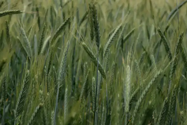 Ile kosztuje ogrzewanie na biomasę? Praktyczny przewodnik po ekonomicznym ogrzewaniu