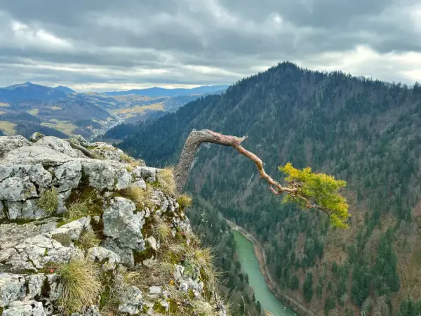 Malowniczy widok na Pieniny z charakterystycznym drzewem na skale. Rzeka Dunajec meandruje wśród zielonych lasów. Niezwykłe pieniny atrakcje.