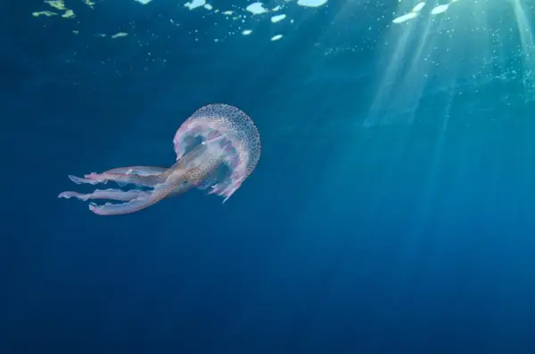 Una medusa maculata fluttua nelle acque blu, un esempio di dove vivono le meduse, illuminate dai raggi solari che filtrano dall'alto.