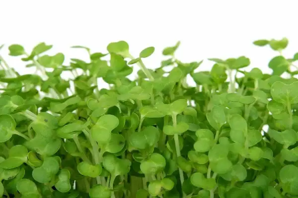 Germogli verdi e freschi di crescione insalata, pronti per arricchire ogni piatto con un tocco di sapore e salute.