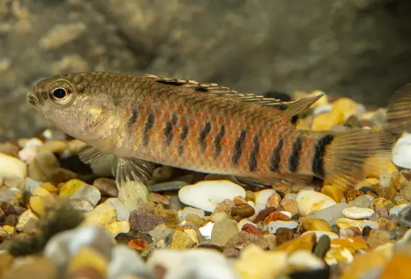 En randig fisk med orange och svarta markeringar simmar i ett saltvattensakvarium bland stenar.