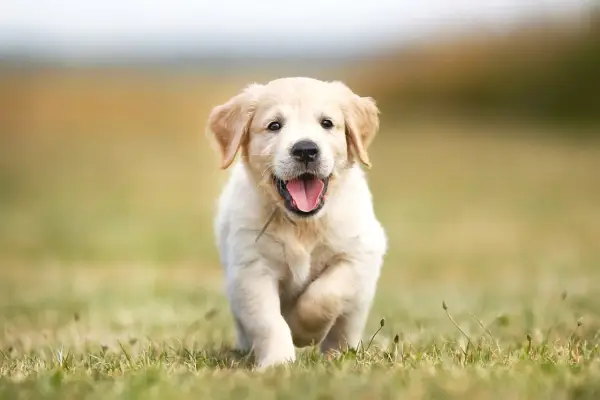 Szczeniak golden retriever biegnie przez trawę, radośnie merdając ogonem. Idealny kandydat do rozważań, jak nazwać psa.